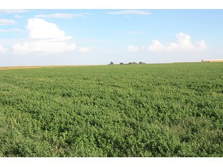 Property photo 6 - LAND AUCTION, 3255+/- Acres offered in 13 Tracts